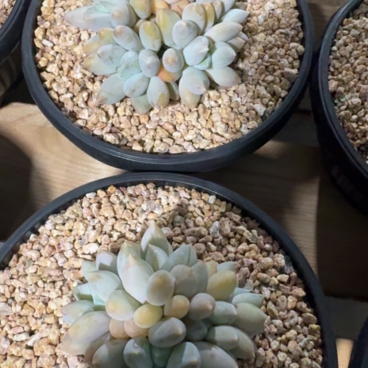 多肉植物哥特萝莉