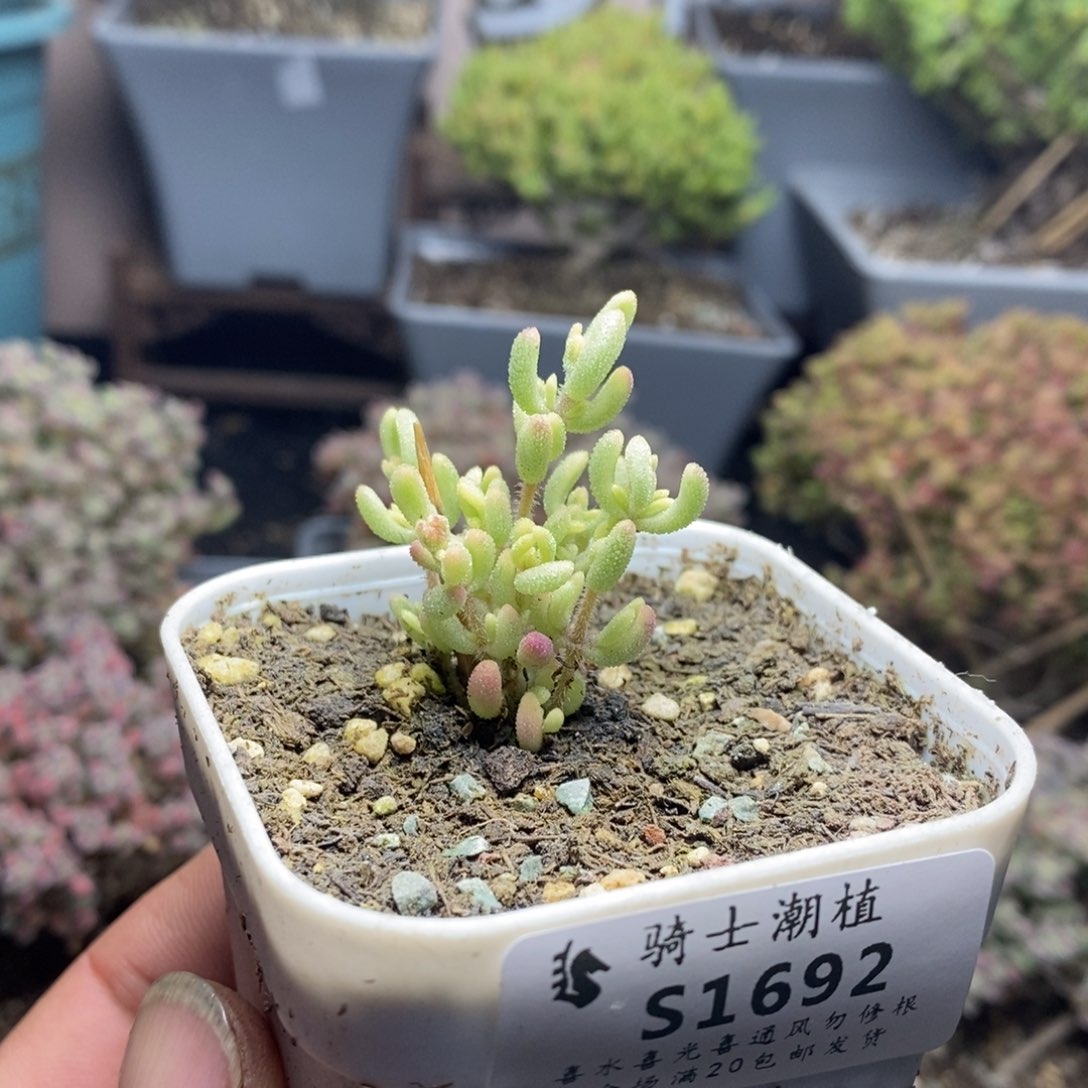 1692红宝石锦枝干