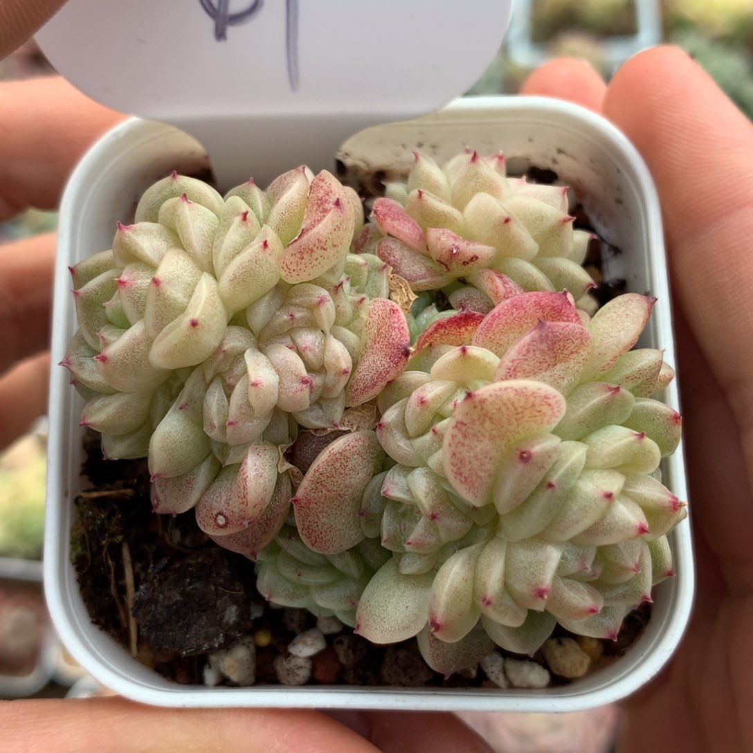 定繁秃子珍妮麦秆群47