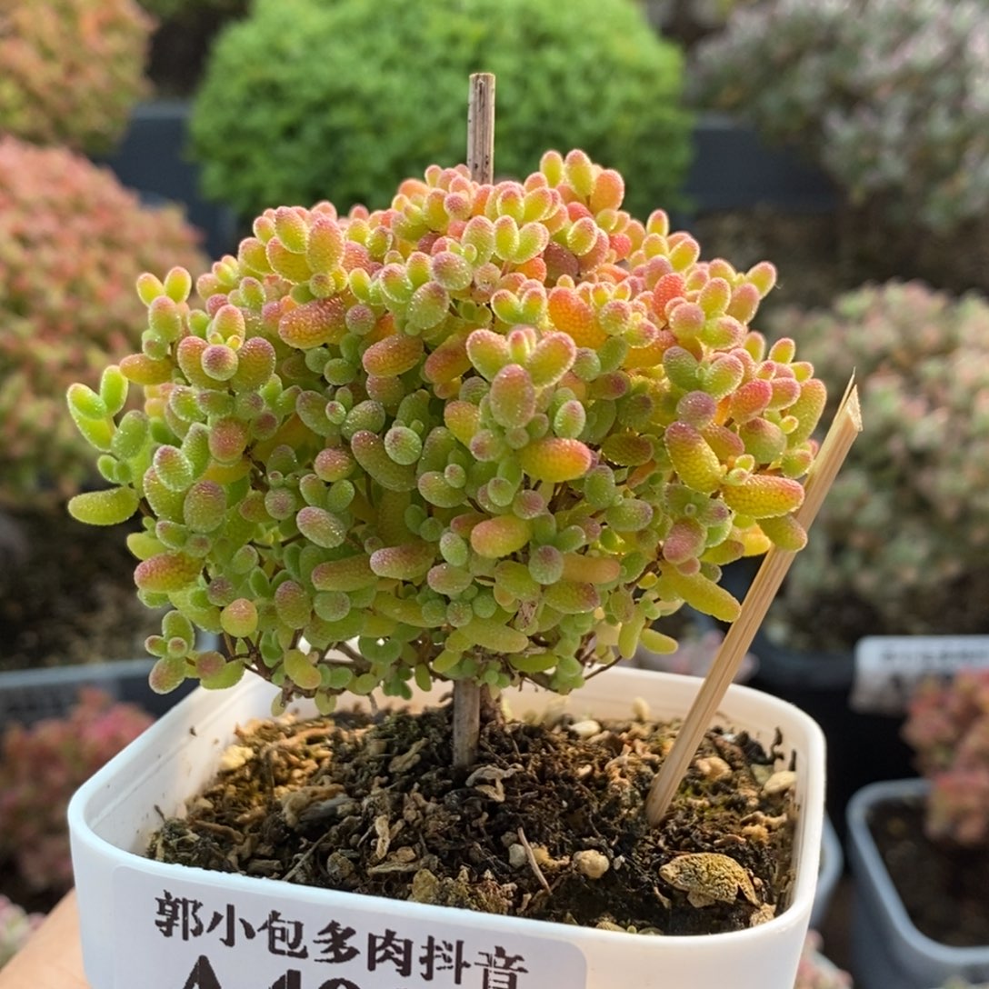 蜜橘糖球4034枝干番杏