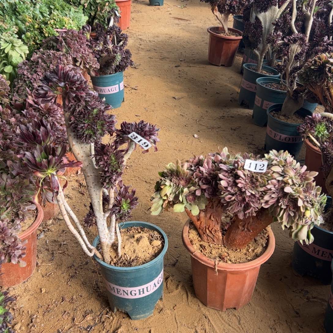 有伤两颗319.412黑缀，万缀