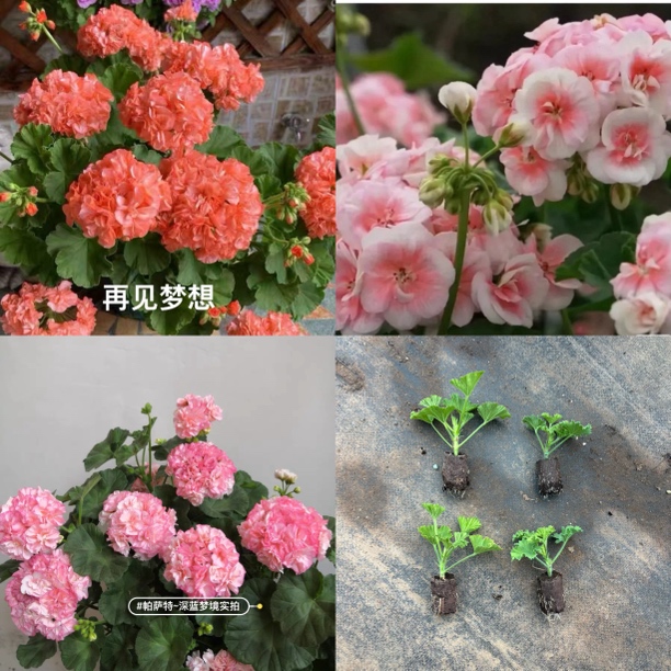 [B组套餐]再见梦想+公主+帕萨特3颗天竺葵小苗包对版