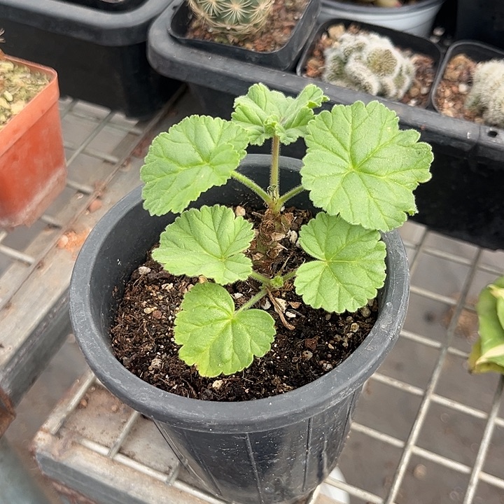 我也不知道我为什么要这样