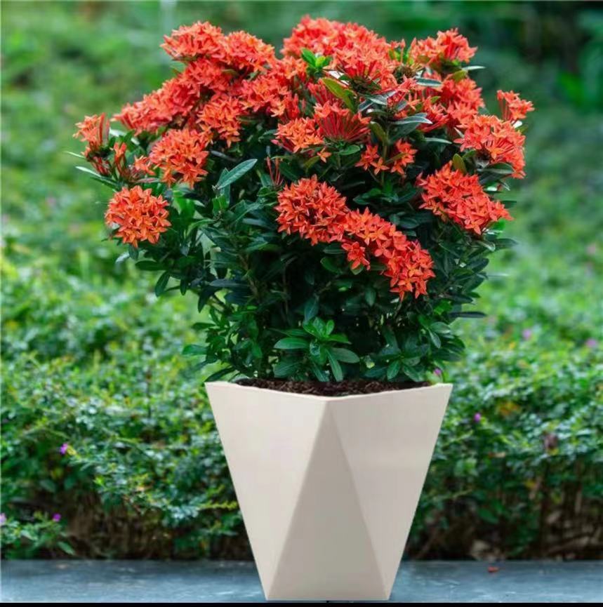 带花苞龙船花绣球花四季开花植物花卉可作庭院阳台盆栽