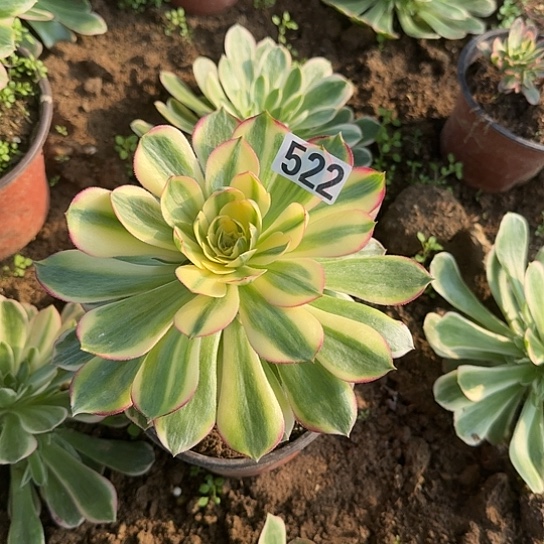 无花朵海王522号不包断枝