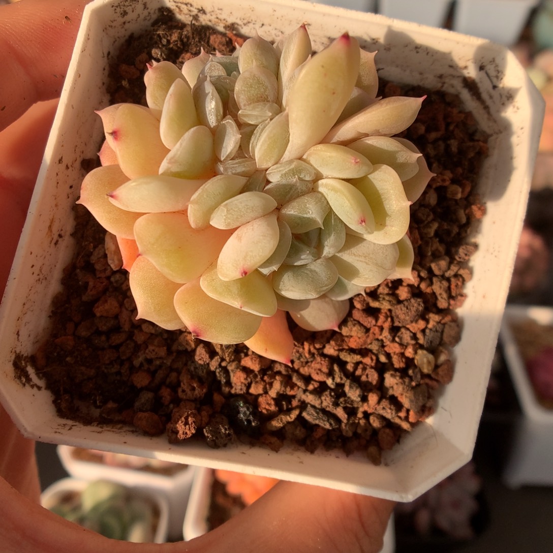 白色恋人缀化多肉植物