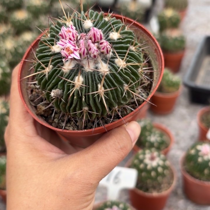 实生多棱玉好美皮实