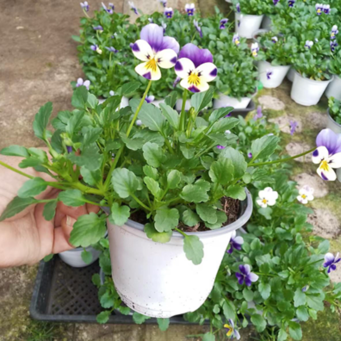 角堇清棚「五盆五色随机颜色」零下 8 度以下必拍保温