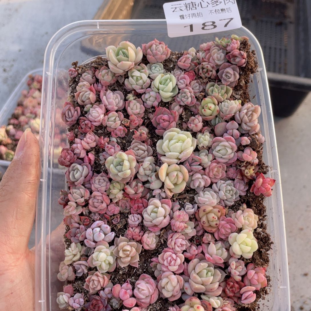云糖心多肉植物187