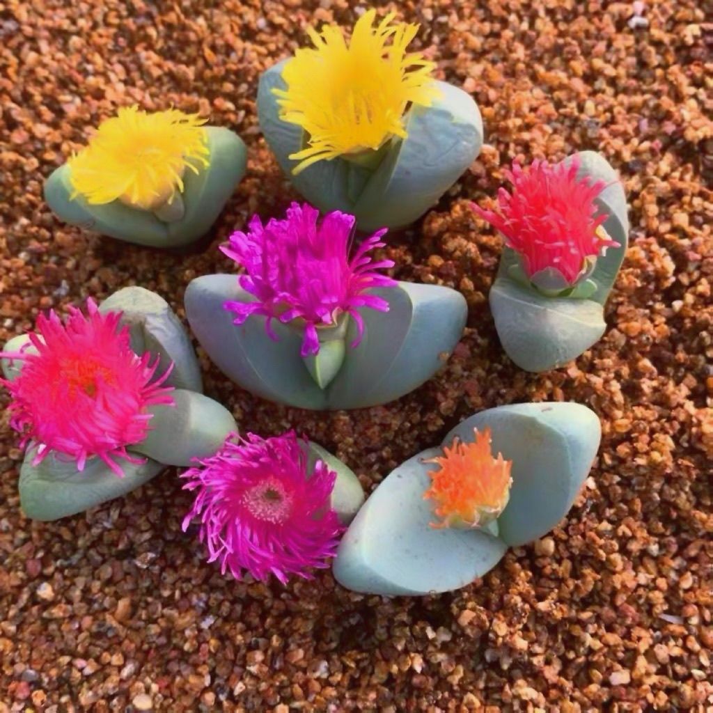 稀有金灵玉多肉植物一颗（满15.8包邮）