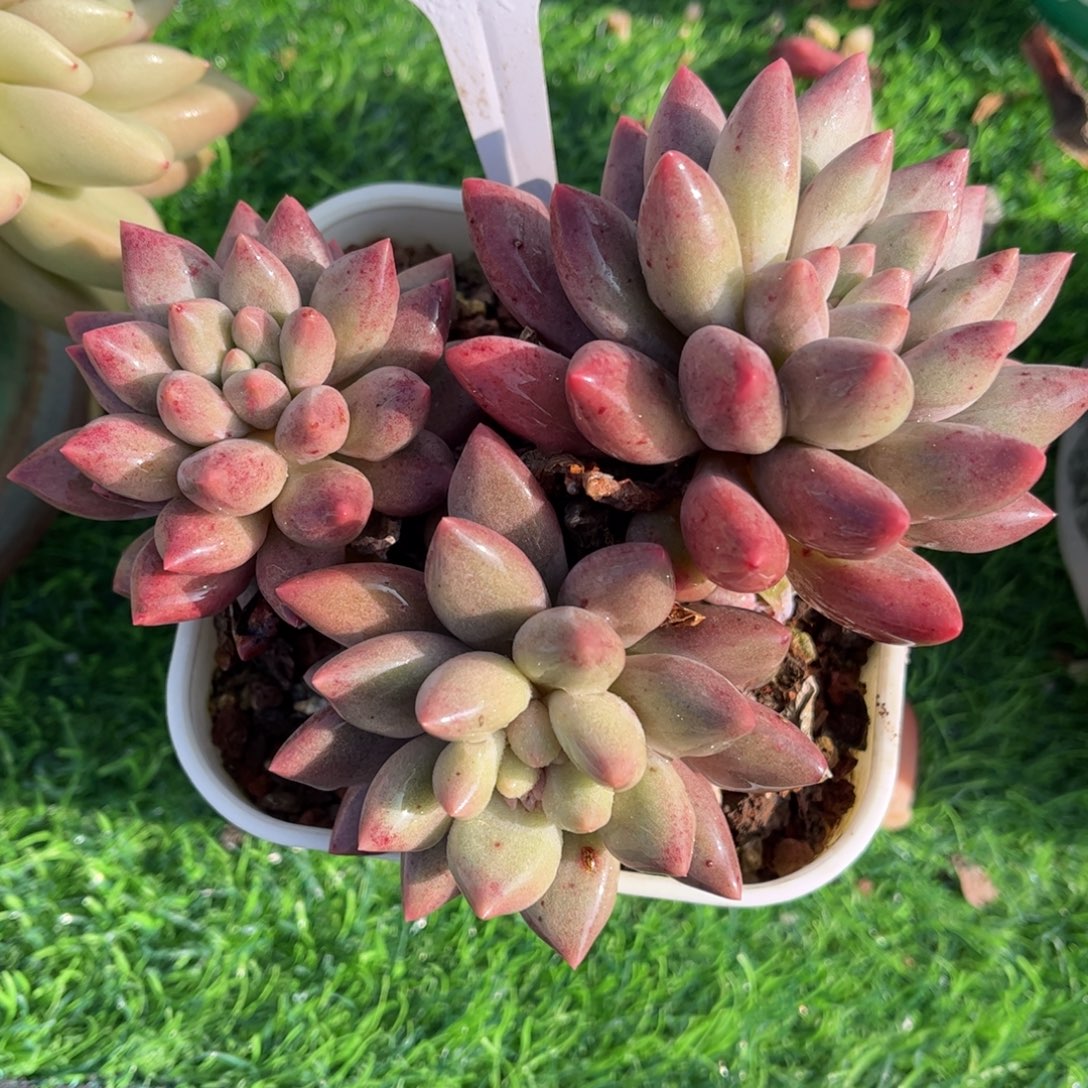 多肉植物0260 满30包邮