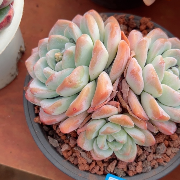 125冰玉平平安安健健康康