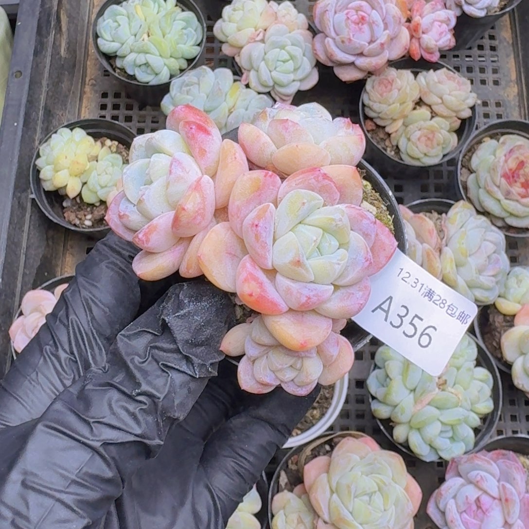 血斑冰玉4头一颗带盆