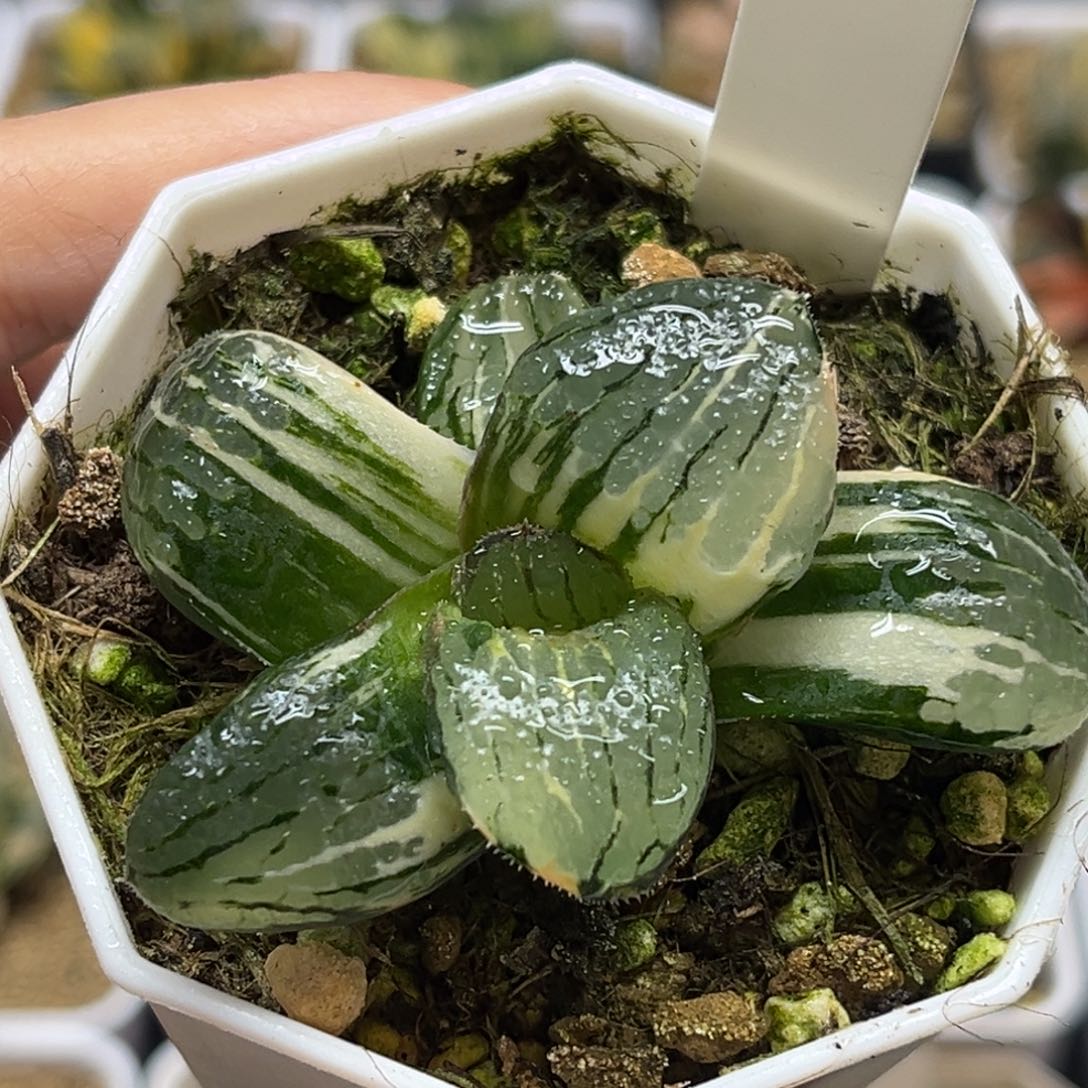 22史扑锦福利专场