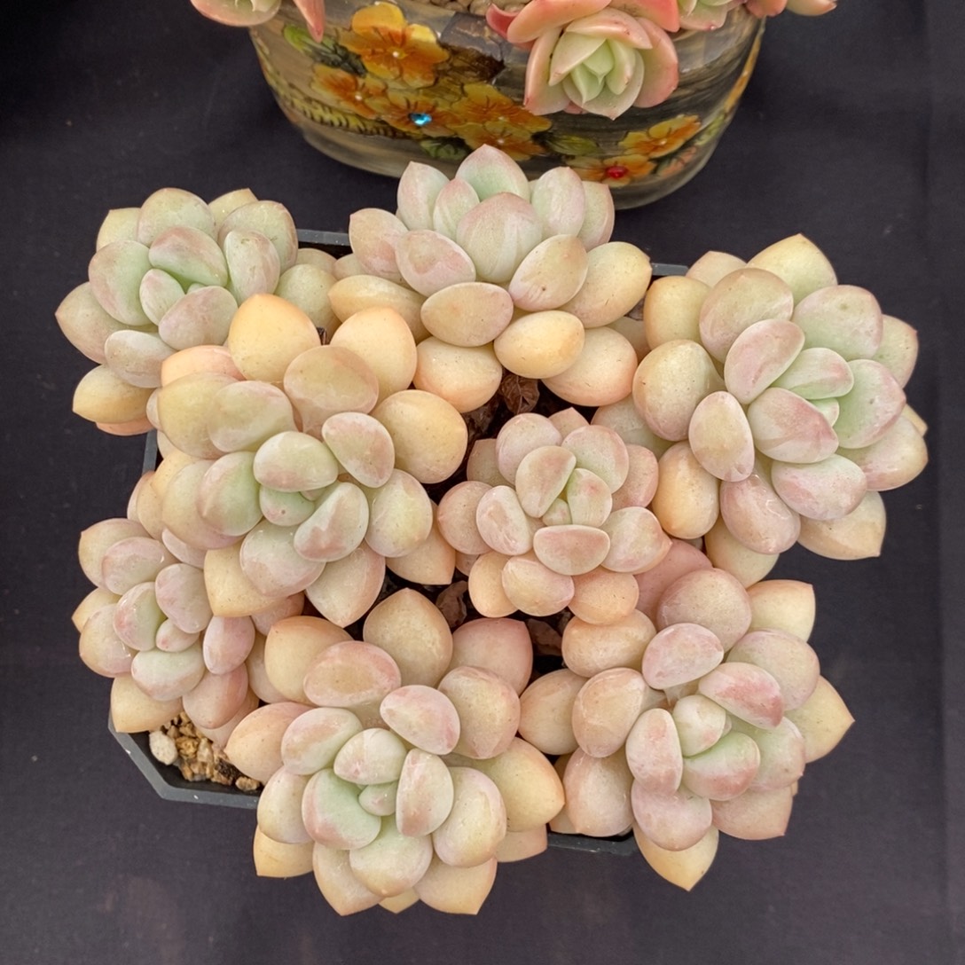 泡泡糖 一物一拍。 