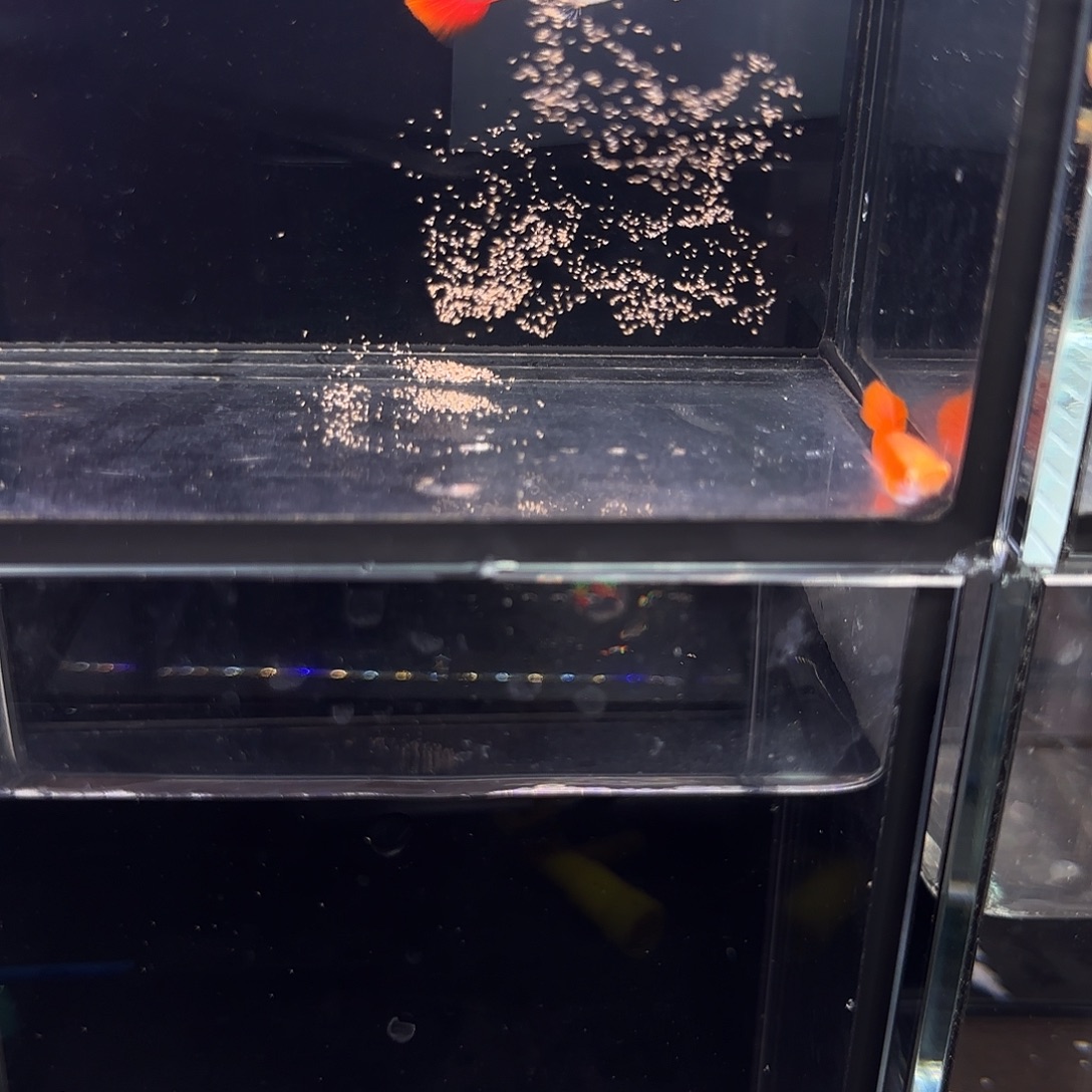 孔雀鱼血红小圆尾一对