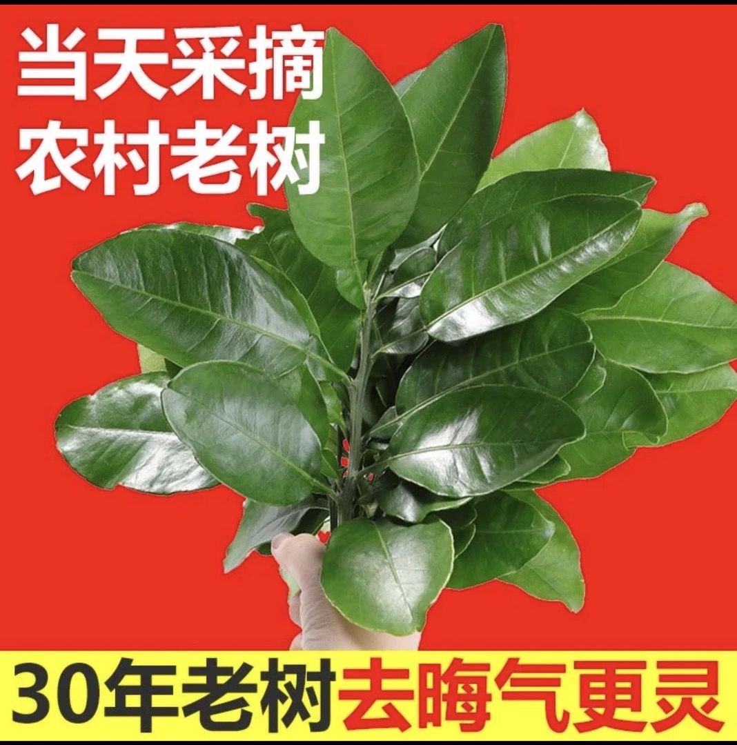 新鲜带枝老树柚子叶祈福乔迁沐浴去晦气开运中高考