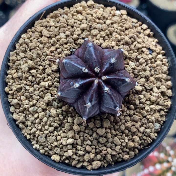 陈***y专拍的 米哈仙人球