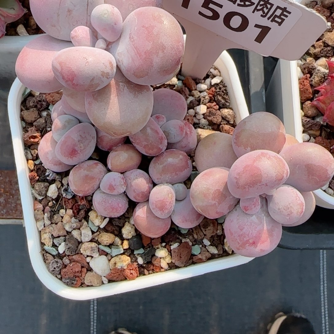 妞*熊多肉植物1501……..！n