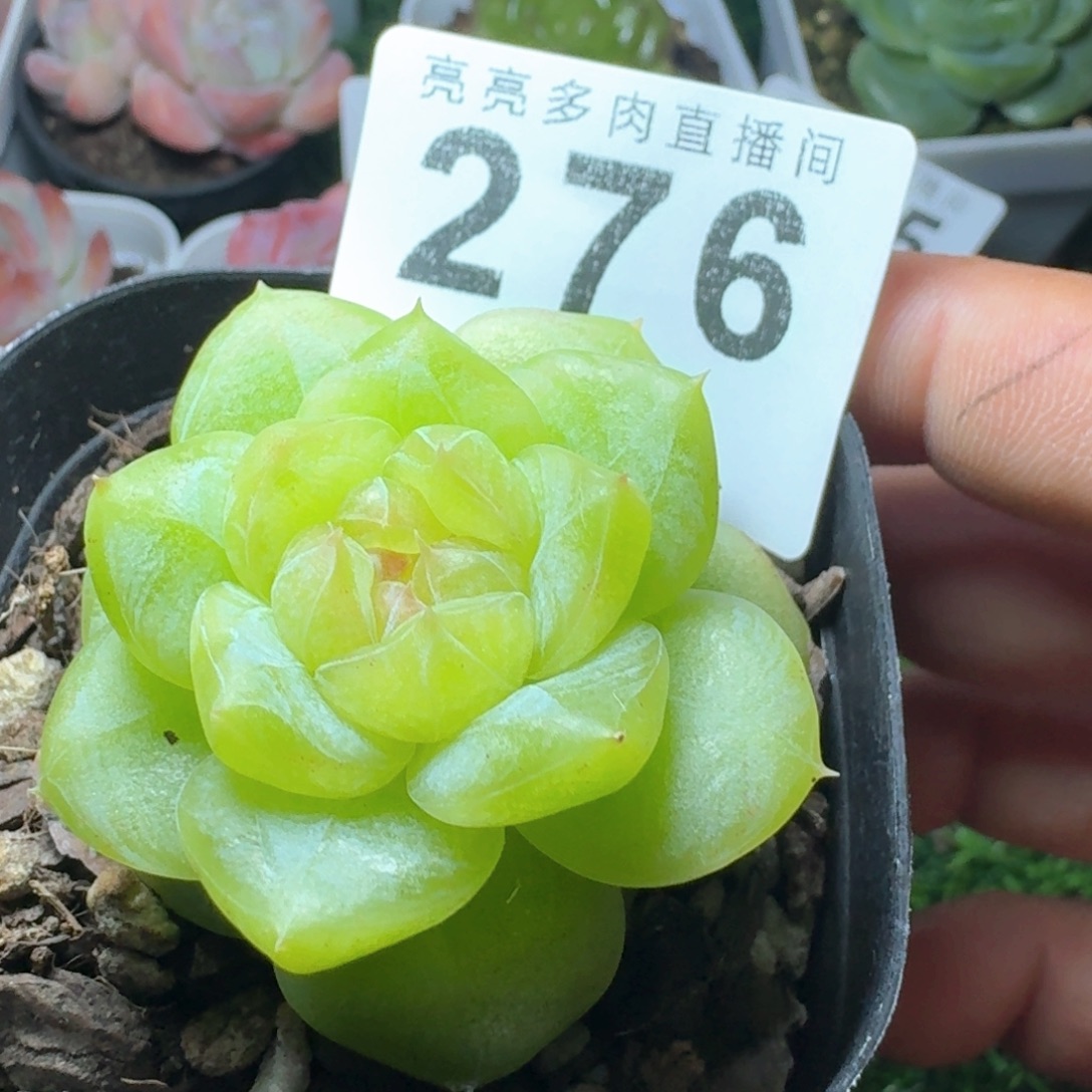 绿体珍妮            精美多肉植物
