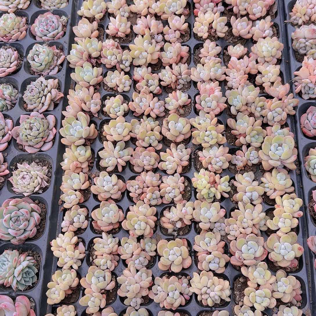 直播一物一拍多肉139