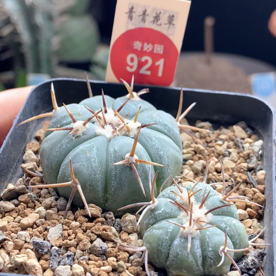 翠平丸实生2棵处理