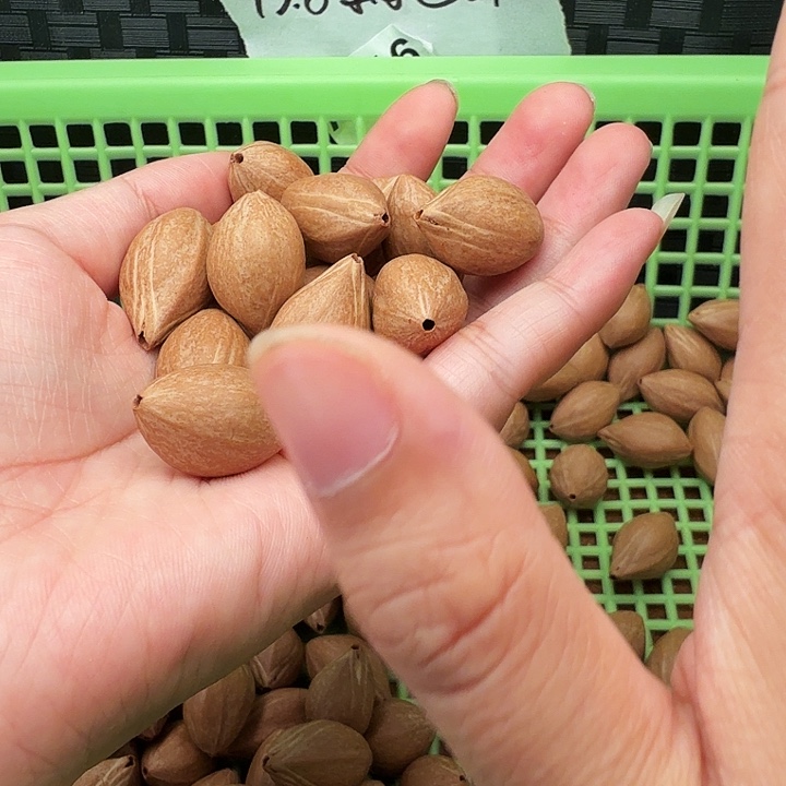 手串/手链橄榄核橄榄