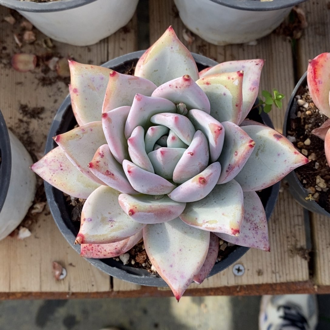 自助下单一物一拍，下滑链接多种品种多肉