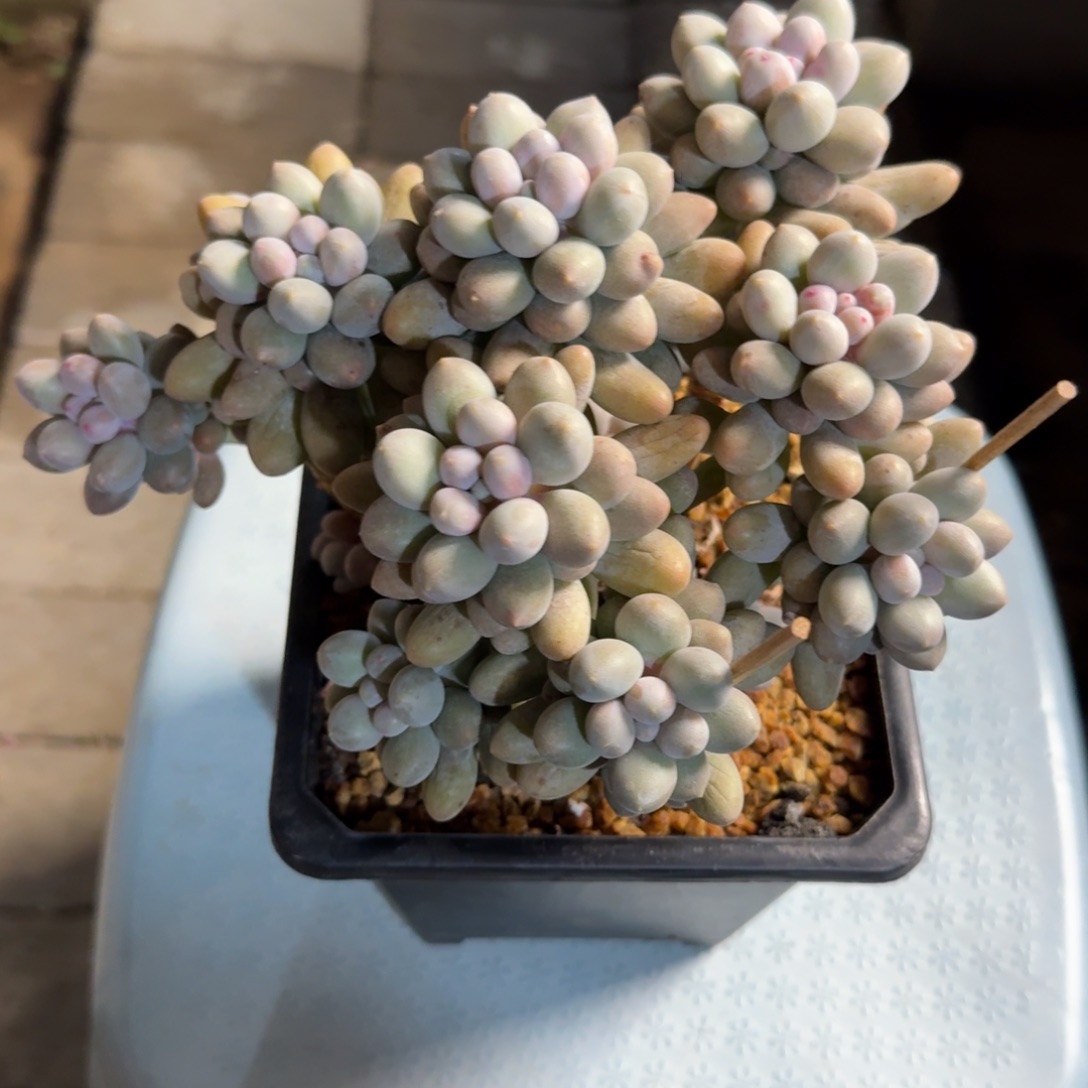 桃花奶1111111111111111