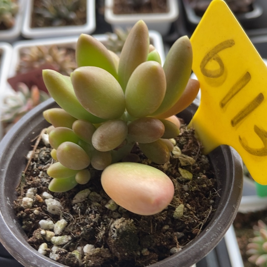 6113芒果美人多肉植物