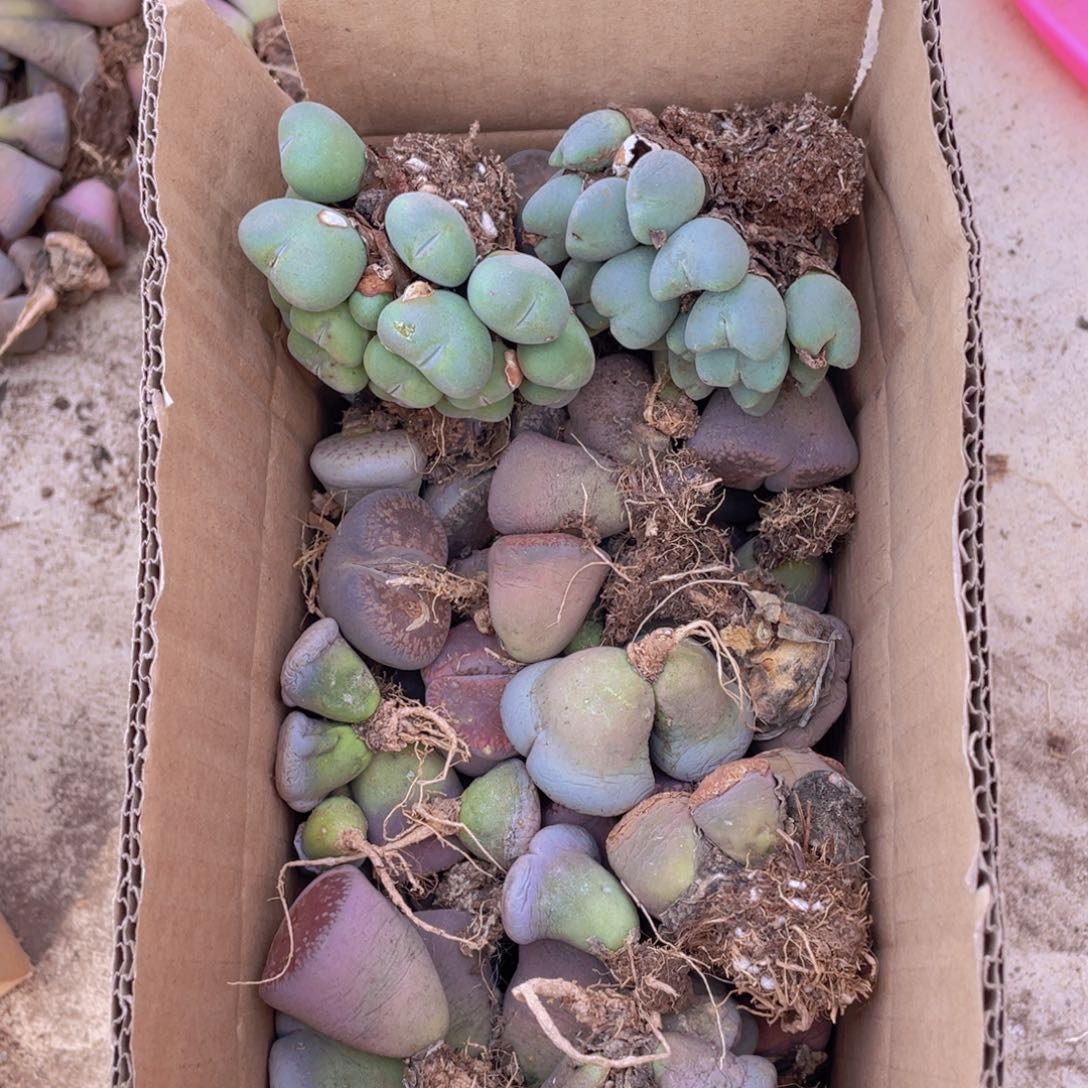 一箱母本88888888888