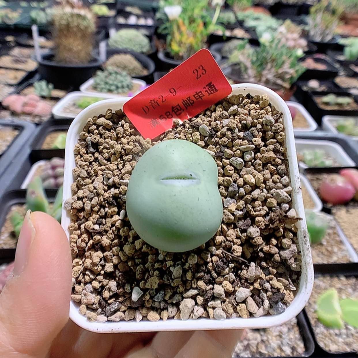 【闪购商品】2-9-23 白花大G一颗特100