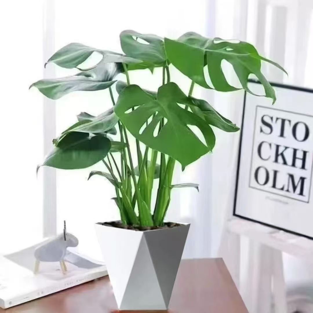 植物70-80cm高老庄龟背竹大叶开背室内客厅办公室吸甲醛四季常青