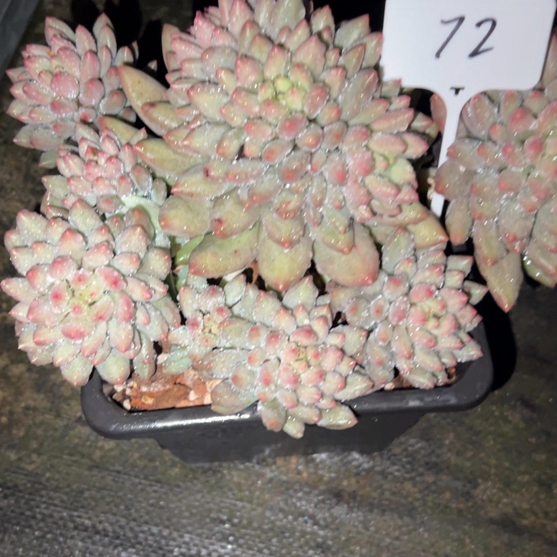 肖***歪72号岩字群多肉植物30