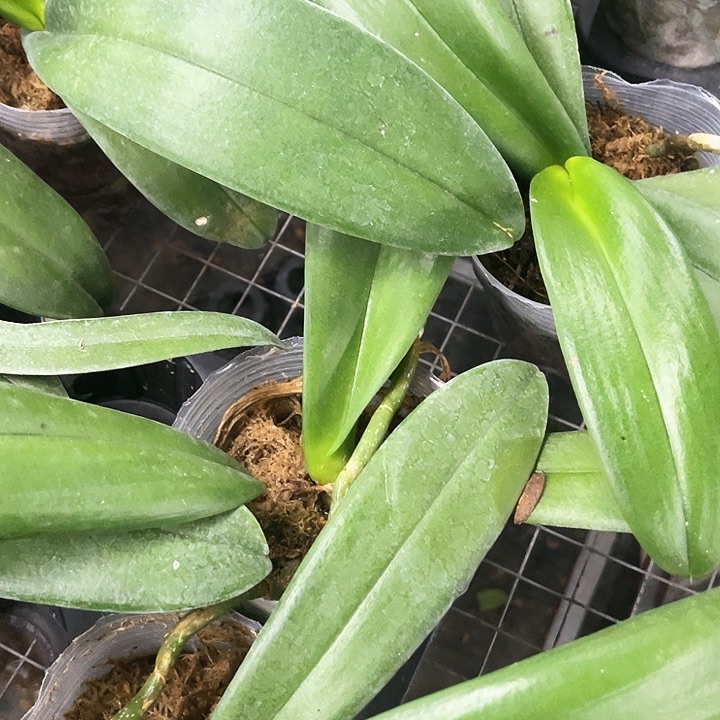 当前无花栽培后可以开花黄袍3.5