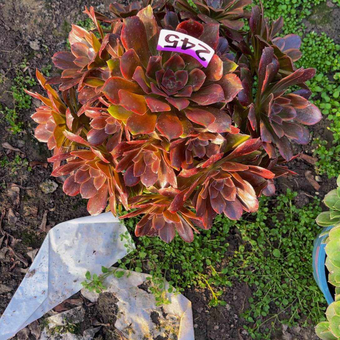 恶魔之吻26///37包邮