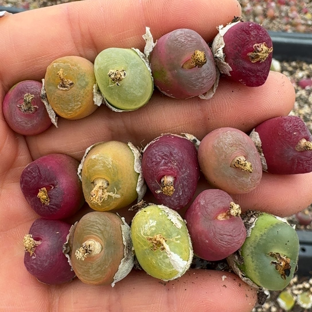 4113楼楼楼楼同款咯哦哦