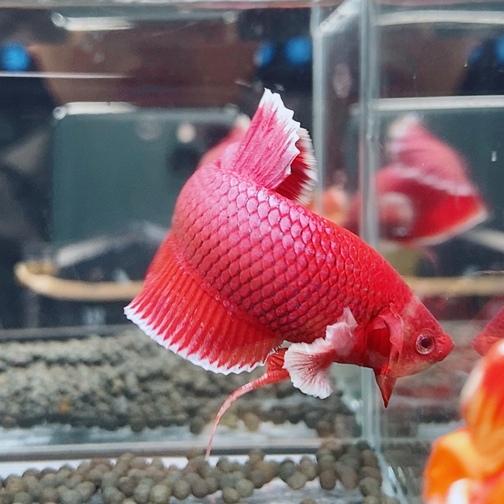 斗鱼黑174号巨斗将军