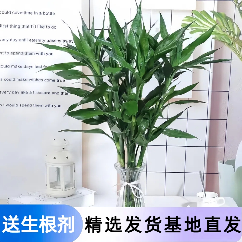 精选富贵竹80-90cm大叶水培植物水养室内招发财转运绿植绿萝花卉