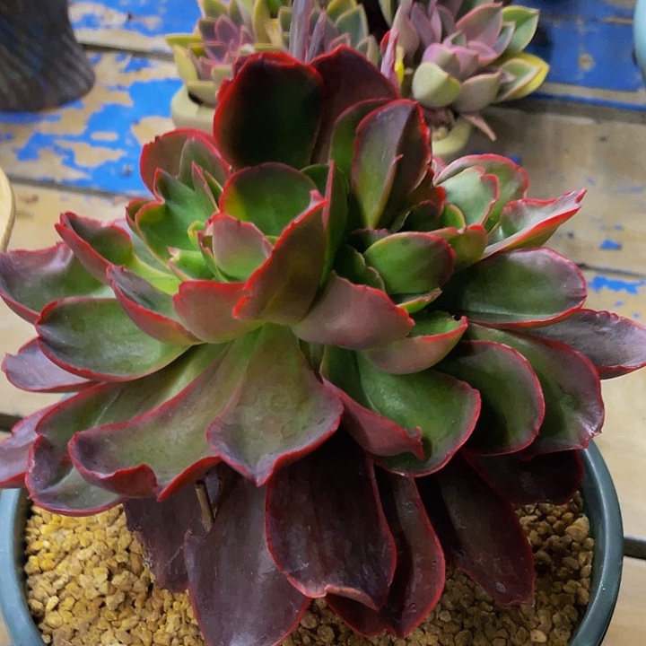 红酒杯哦哦哦哦哦哦