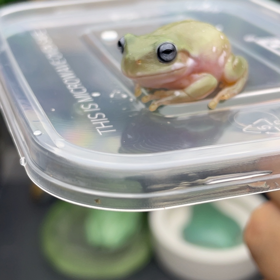 老爷树蛙1号蓝眼青柠