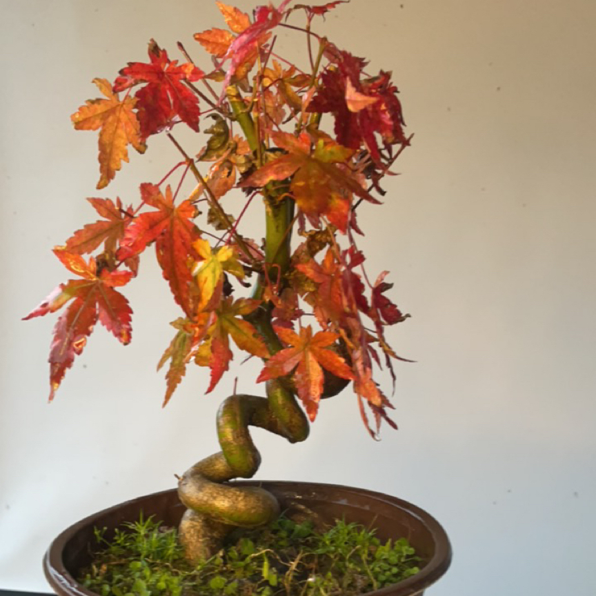 红枫山红叶观桩观叶红芽