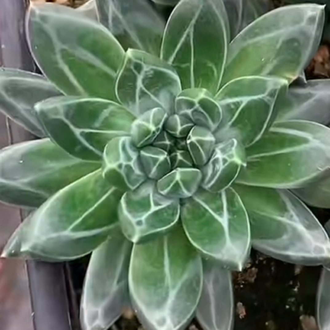 精品青花瓷多肉植物基地直发3cm-6cm