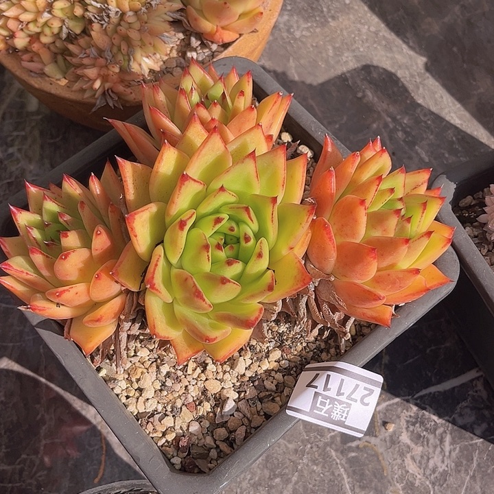 橙乌木27117多肉植物