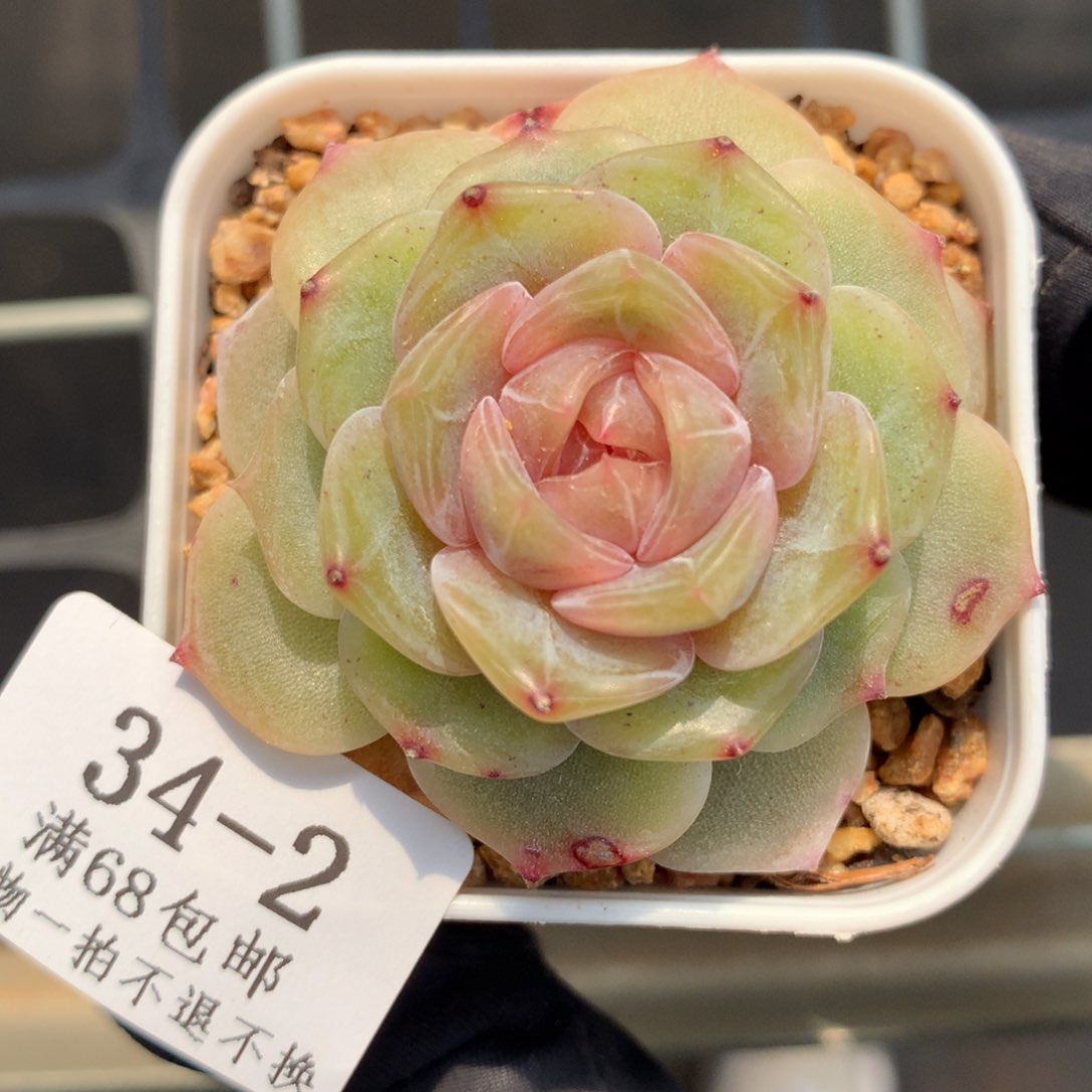 2。粉色恋人5cm满六八包邮