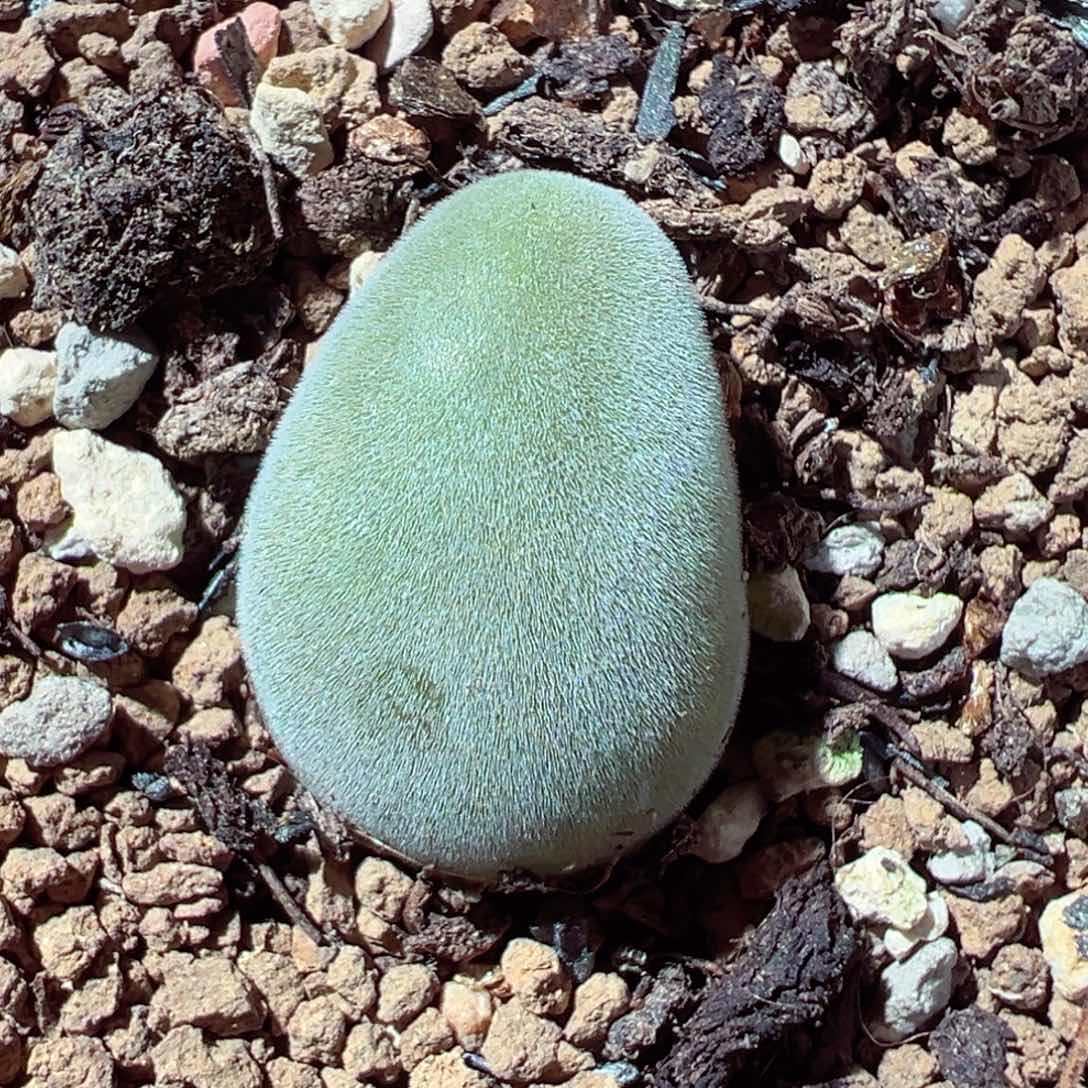 210-331.多肉宝辉玉