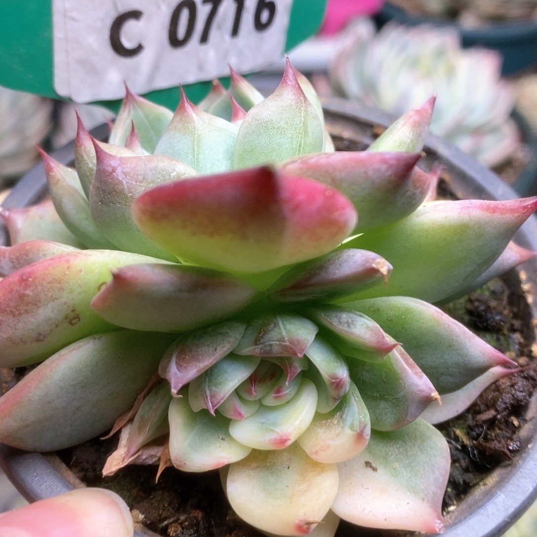 716锦锦锦锦锦锦锦