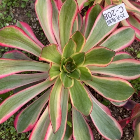 208红魔女满25包邮多肉