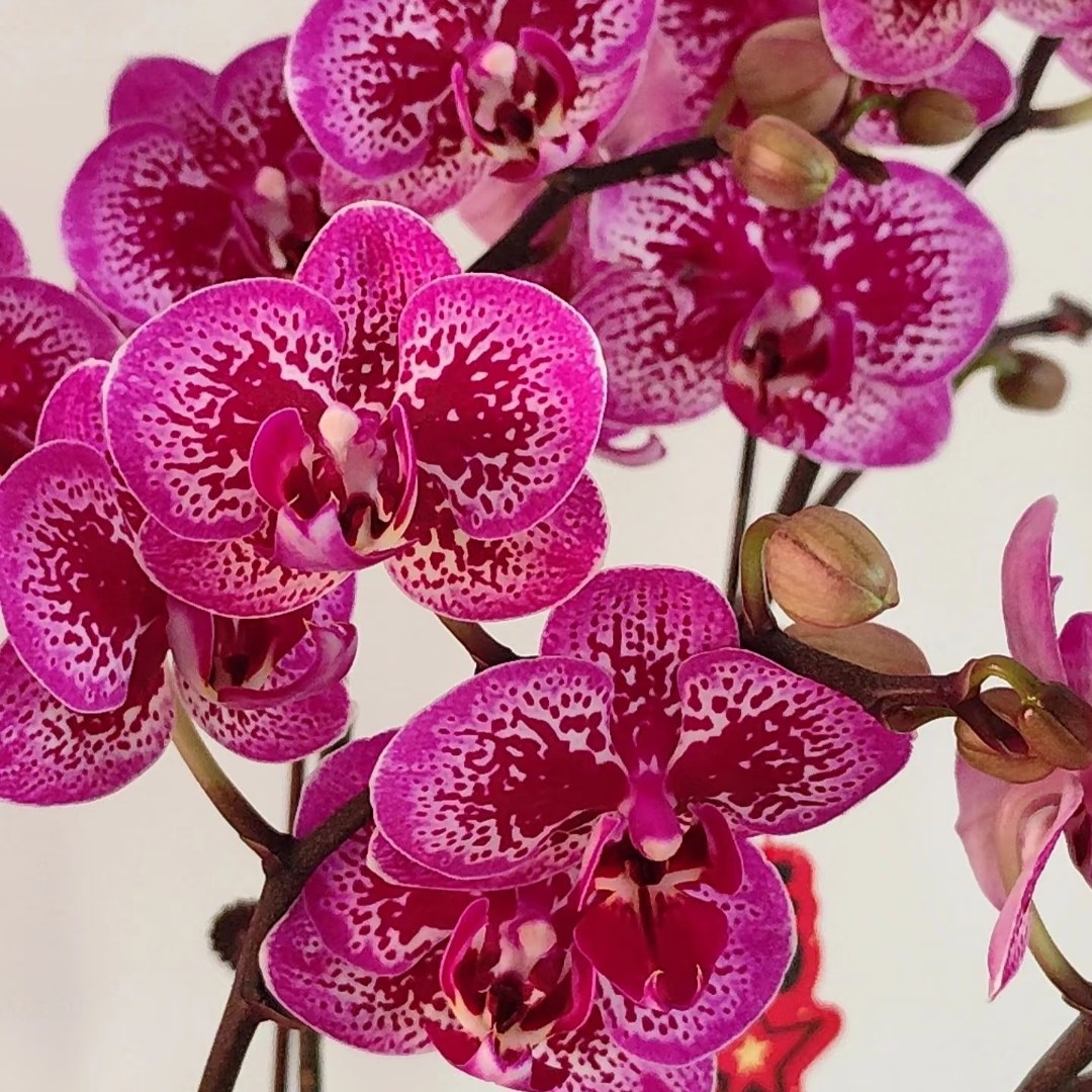 【小孔雀】开花带花苞鲜花绿植精品蝴蝶兰乔迁送礼小白喜事电