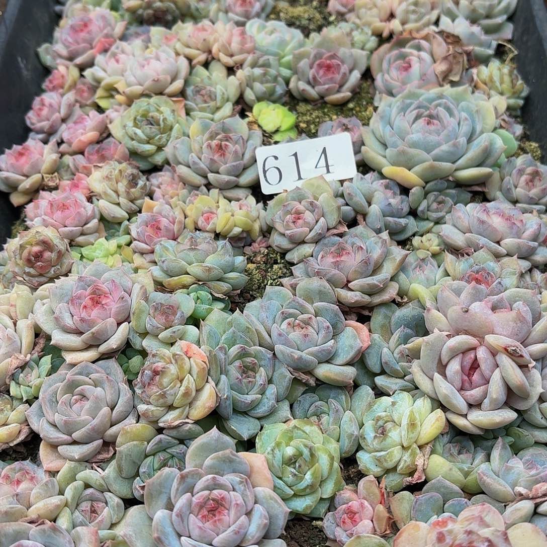 y****6多肉植物多肉植物614